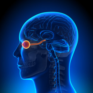 X-ray side view of optic nerve in head